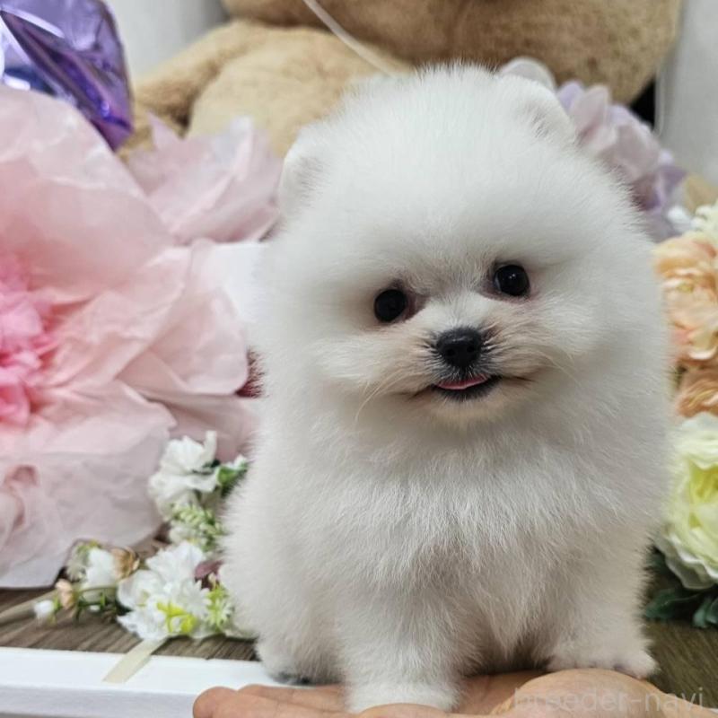 販売中の埼玉県のポメラニアン-414350の10枚目