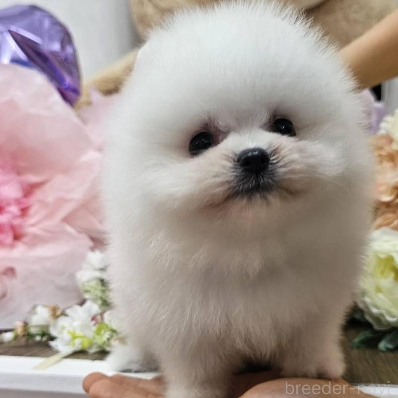 販売中の埼玉県のポメラニアン-414350の1枚目