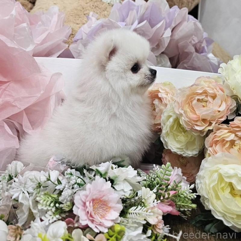 販売中の埼玉県のポメラニアン-414350の4枚目