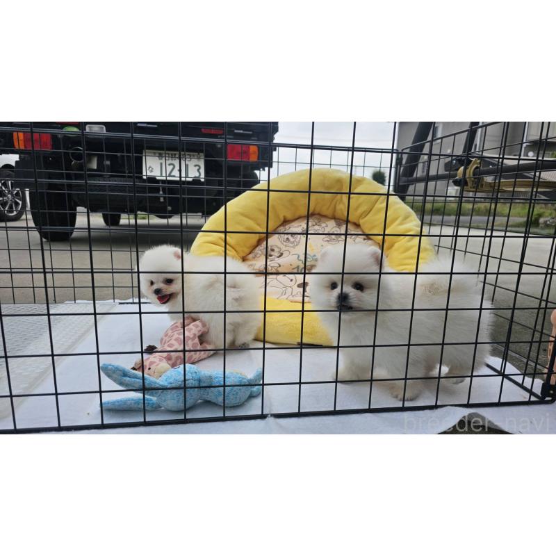 販売中の埼玉県のポメラニアン-414357の15枚目