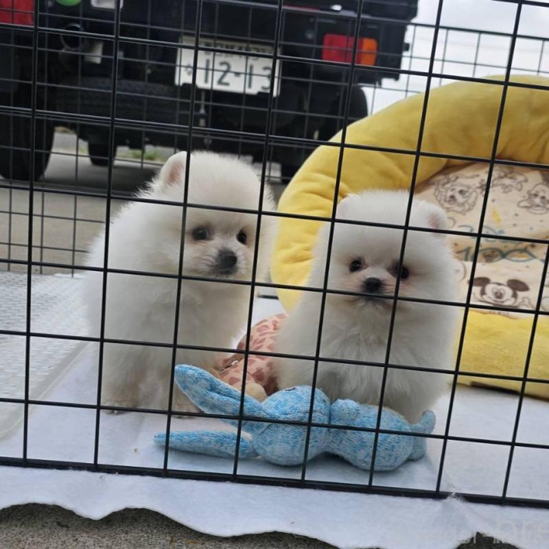 販売中の埼玉県のポメラニアン-414357の13枚目