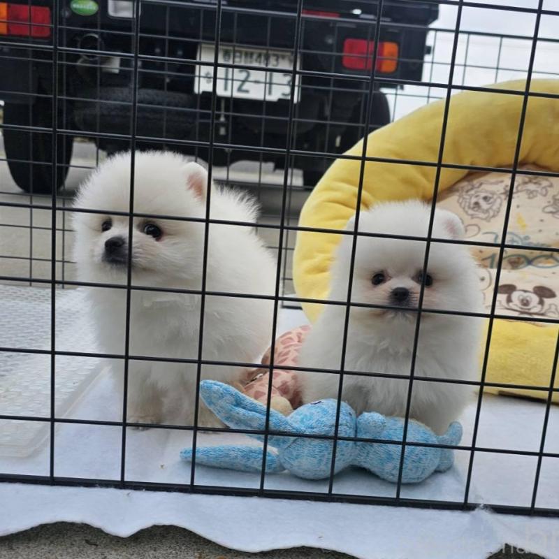 販売中の埼玉県のポメラニアン-414357の12枚目