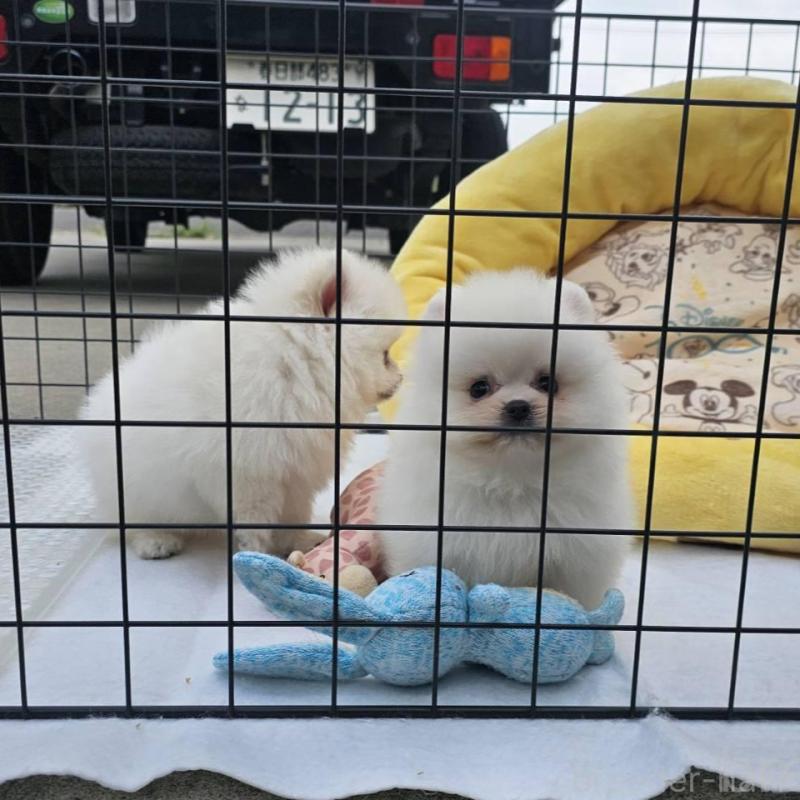 販売中の埼玉県のポメラニアン-414357の11枚目