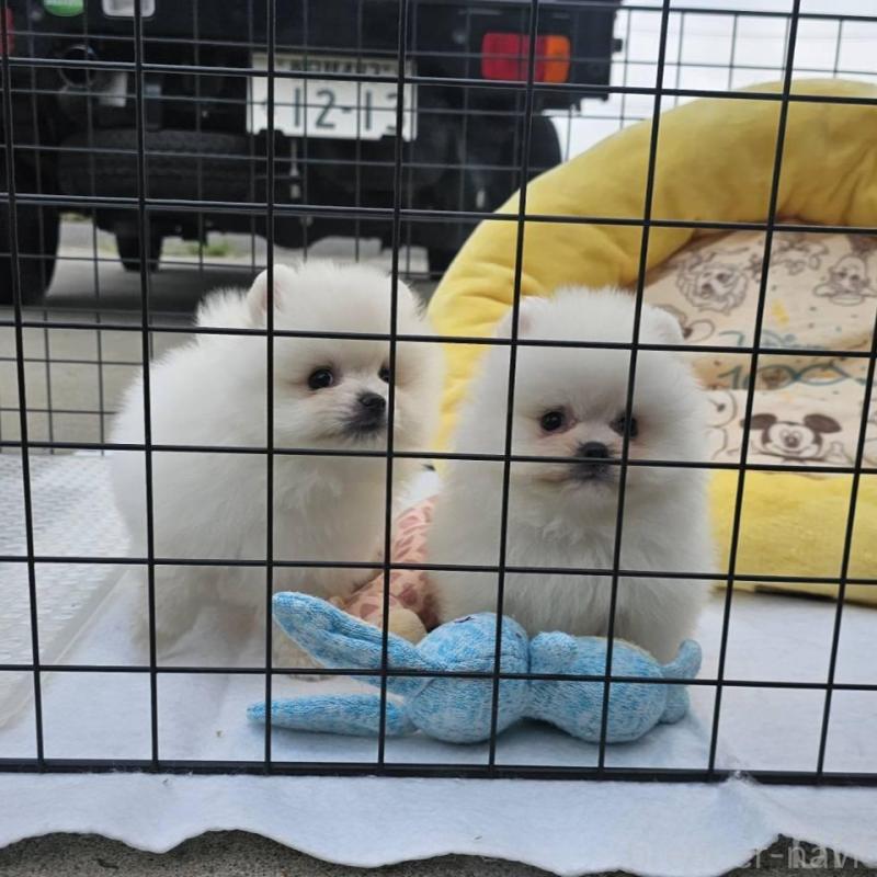 販売中の埼玉県のポメラニアン-414357の10枚目