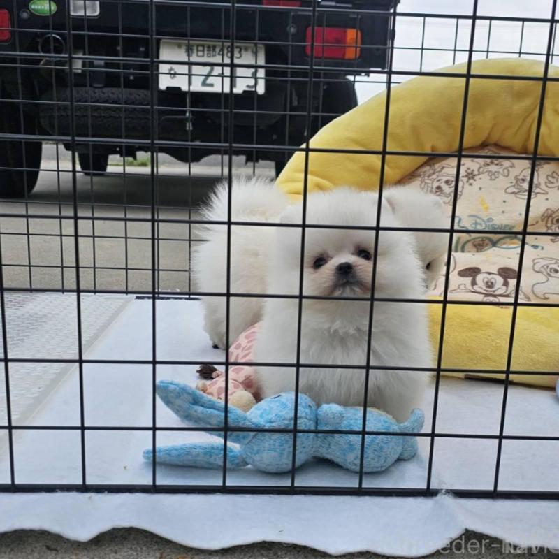 販売中の埼玉県のポメラニアン-414357の8枚目