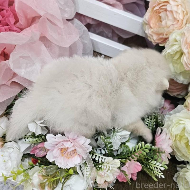 販売中の埼玉県のポメラニアン-414362の9枚目