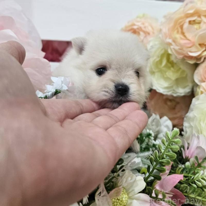 販売中の埼玉県のポメラニアン-414362の8枚目