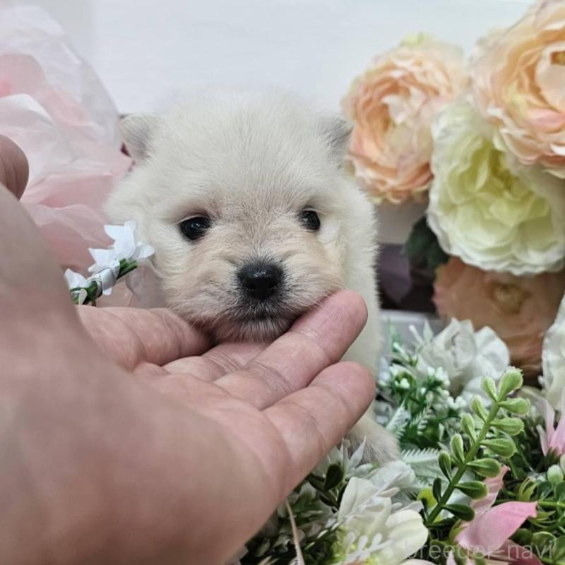 販売中の埼玉県のポメラニアン-414362の7枚目