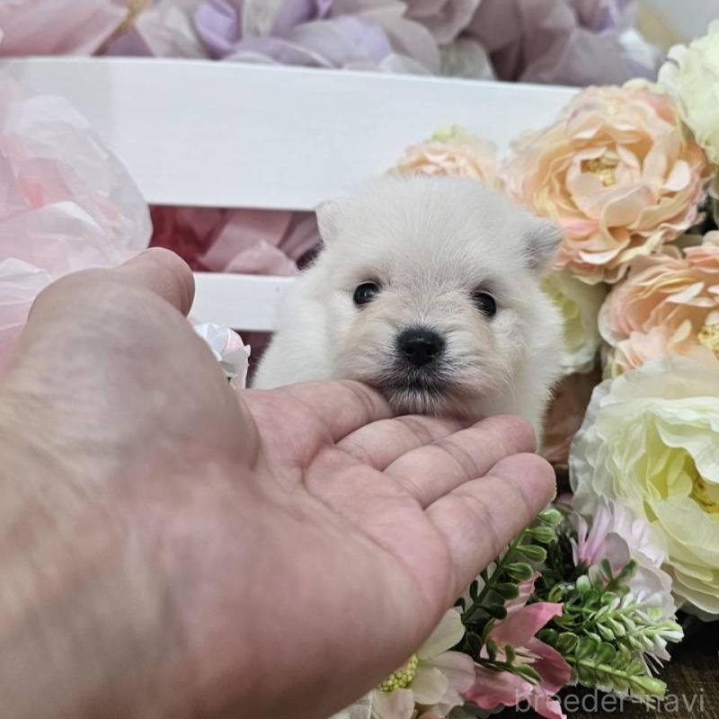 販売中の埼玉県のポメラニアン-414362の6枚目