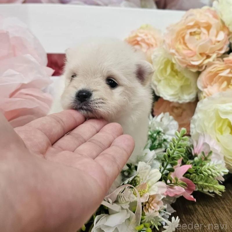 販売中の埼玉県のポメラニアン-414362の4枚目