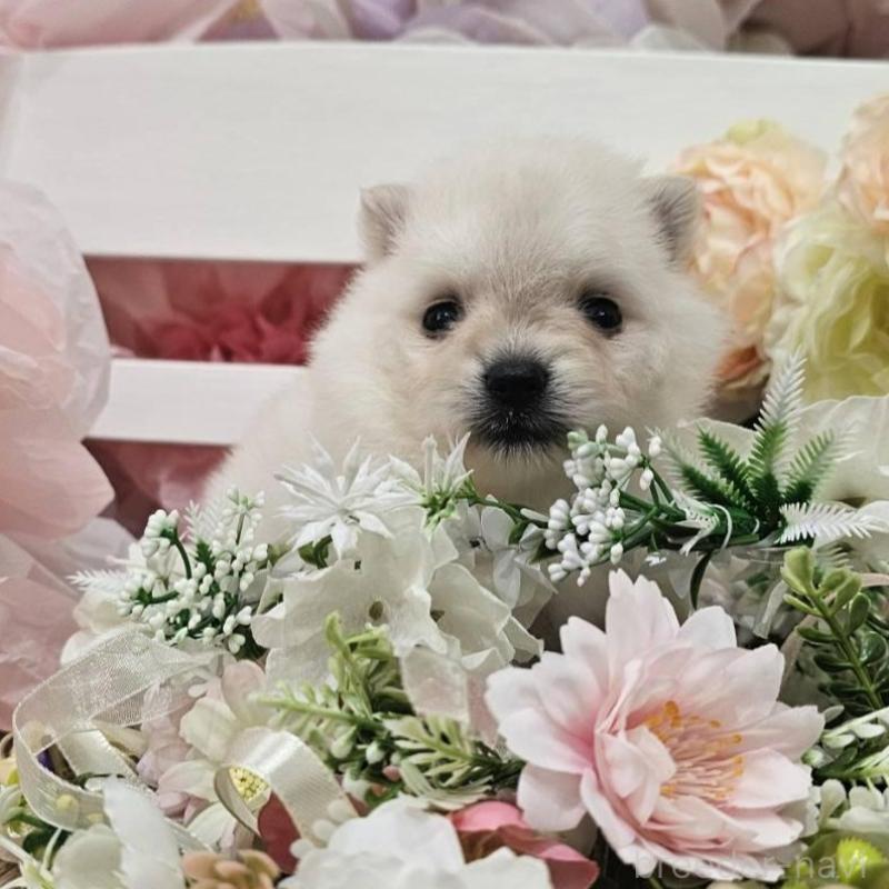 販売中の埼玉県のポメラニアン-414365の13枚目