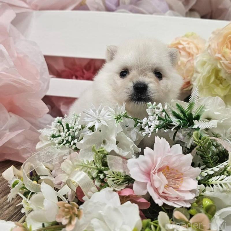 販売中の埼玉県のポメラニアン-414365の12枚目