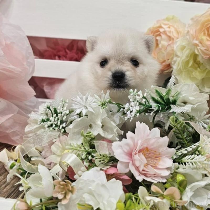 販売中の埼玉県のポメラニアン-414365の10枚目