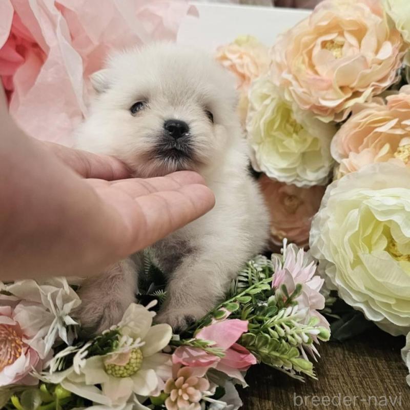 販売中の埼玉県のポメラニアン-414366の10枚目