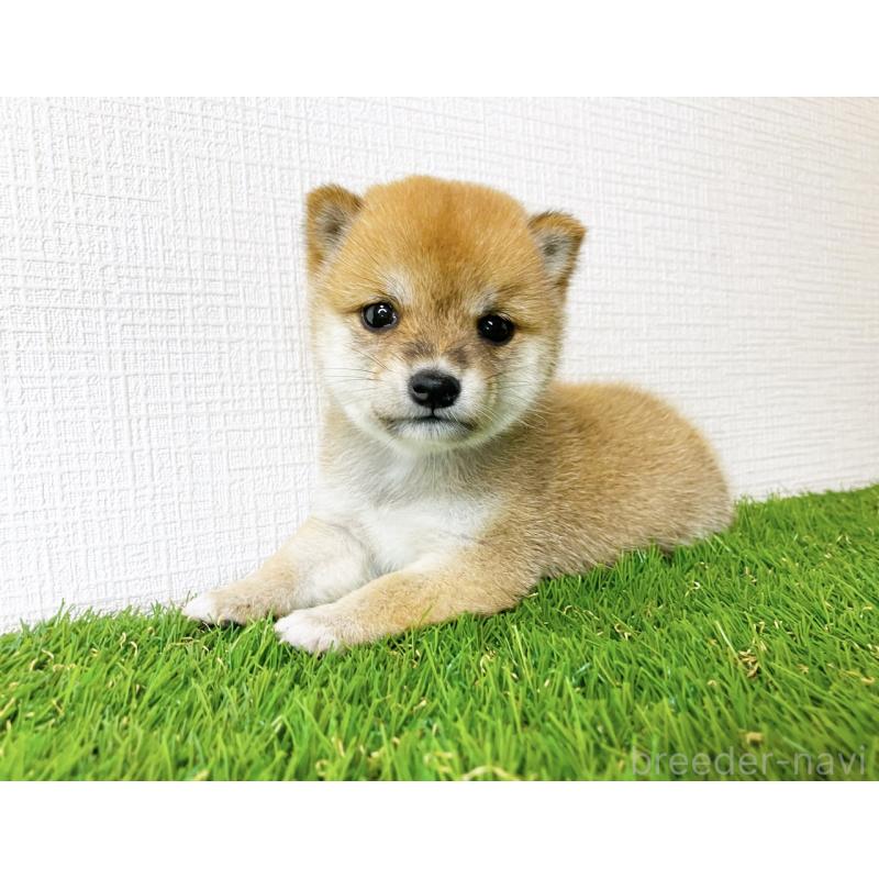 販売中の広島県の豆柴-414371の8枚目