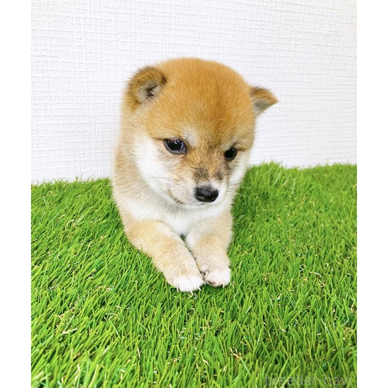 販売中の広島県の豆柴-414371の6枚目