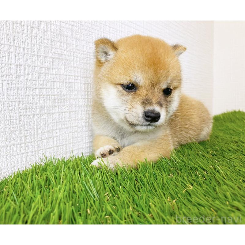 販売中の広島県の豆柴-414371の5枚目