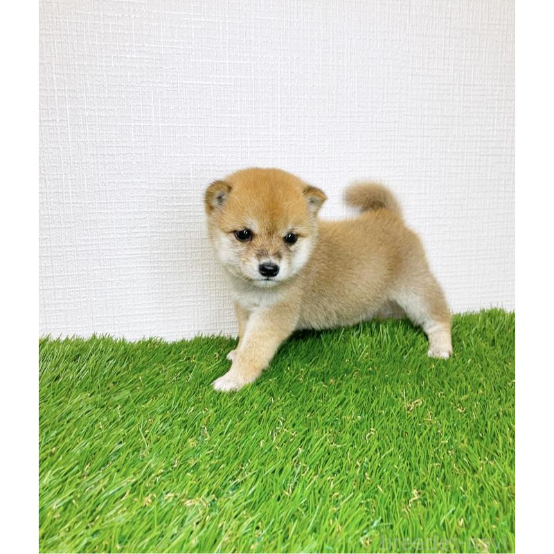 販売中の広島県の豆柴-414371の4枚目