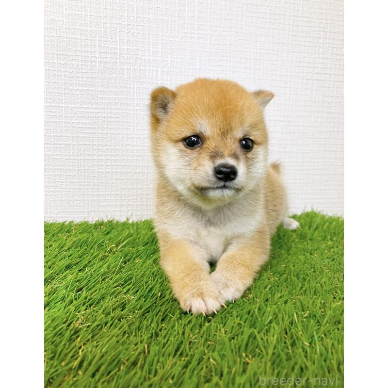 販売中の広島県の豆柴-414371の2枚目