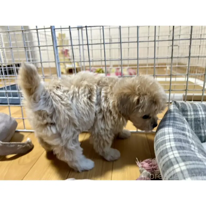 販売中の香川県のチワプー:チワワ×トイプードル-414373の14枚目