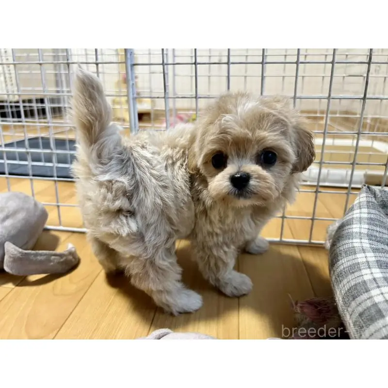 販売中の香川県のチワプー:チワワ×トイプードル-414373の13枚目