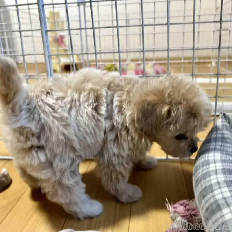 販売中の香川県のチワプー:チワワ×トイプードル-414373の6枚目