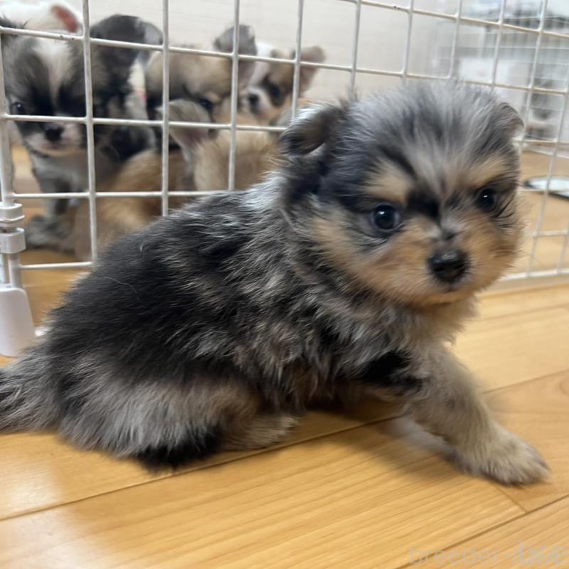 販売中の香川県のポメチワ:ポメラニアン×チワワ-414381の15枚目