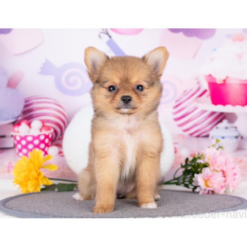 販売中の岐阜県のポメチワ:ポメラニアン×チワワ-414385の5枚目