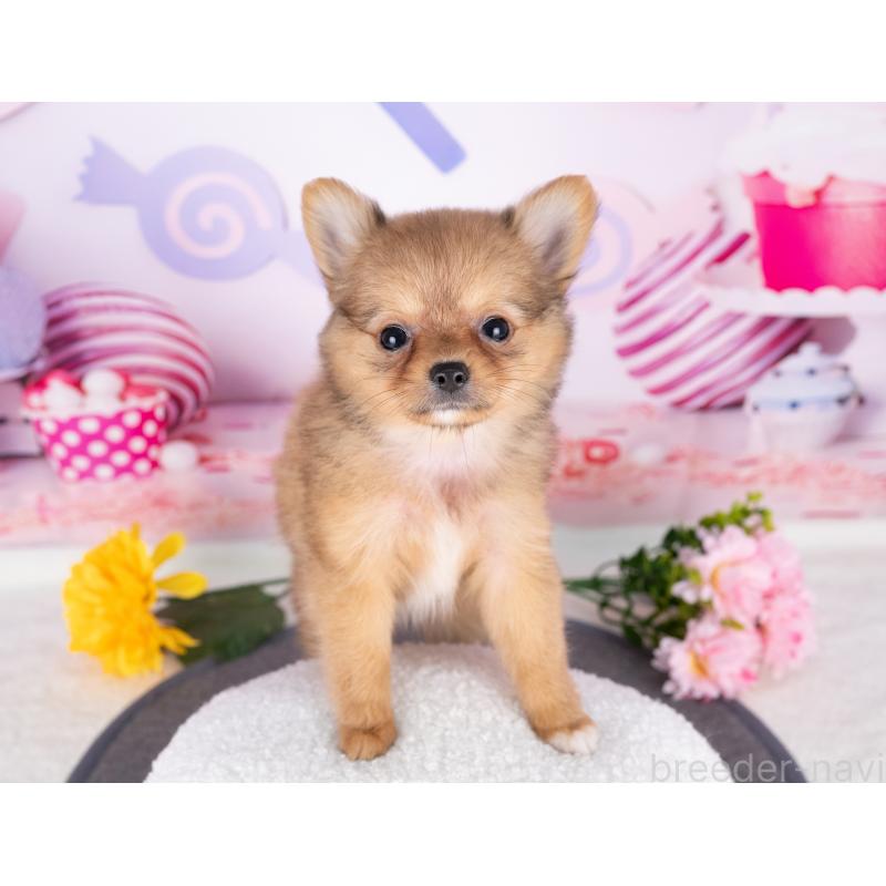 販売中の岐阜県のポメチワ:ポメラニアン×チワワ-414385の2枚目