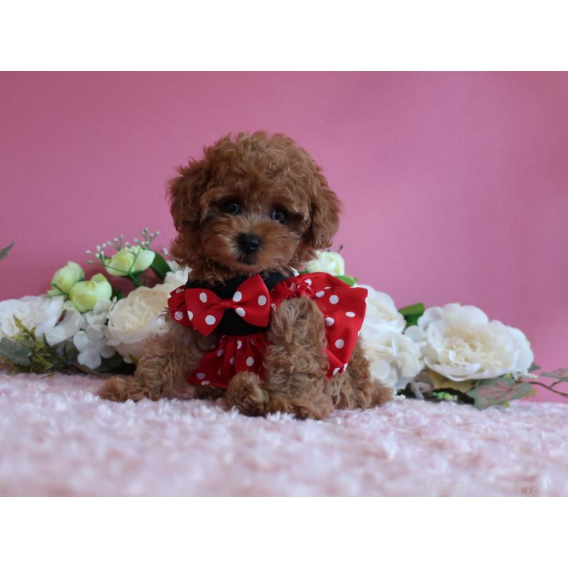 成約済の鹿児島県のティーカッププードル-403942の11枚目