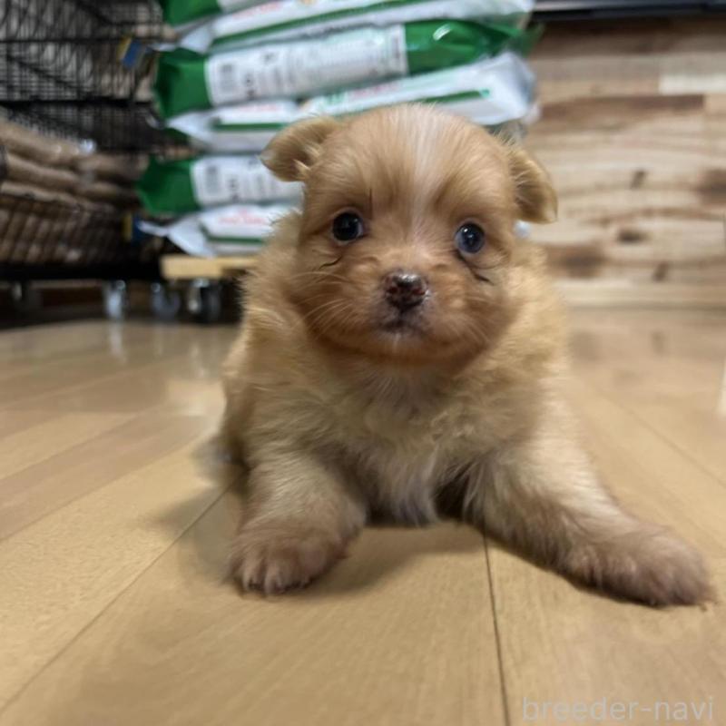 販売中の香川県のポメチワ:ポメラニアン×チワワ-414388の11枚目