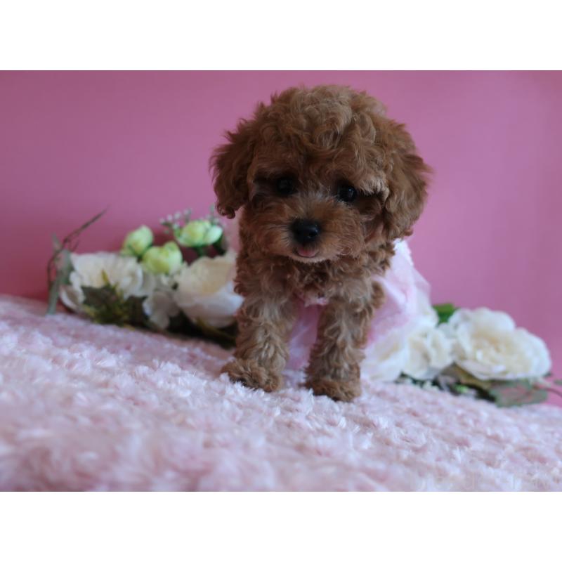 成約済の鹿児島県のティーカッププードル-403942の10枚目