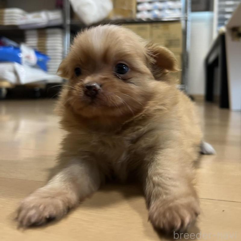 販売中の香川県のポメチワ:ポメラニアン×チワワ-414388の4枚目