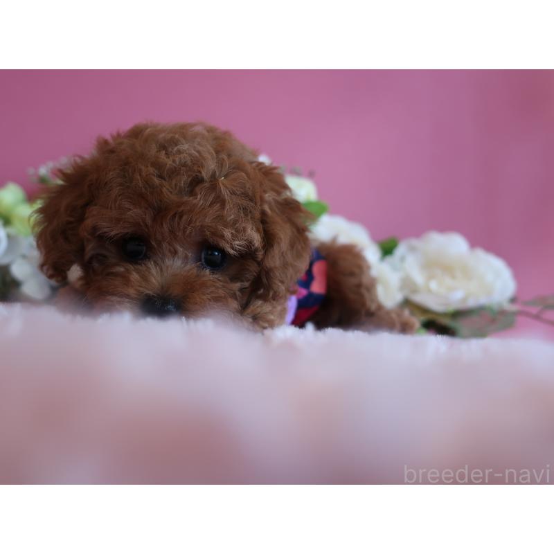 成約済の鹿児島県のティーカッププードル-403942の9枚目