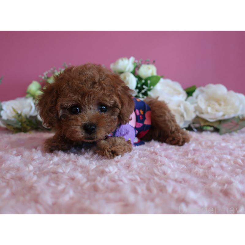 成約済の鹿児島県のティーカッププードル-403942の8枚目