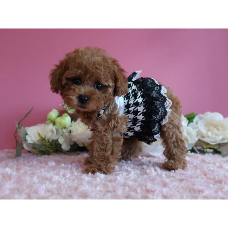 成約済の鹿児島県のティーカッププードル-403942の7枚目