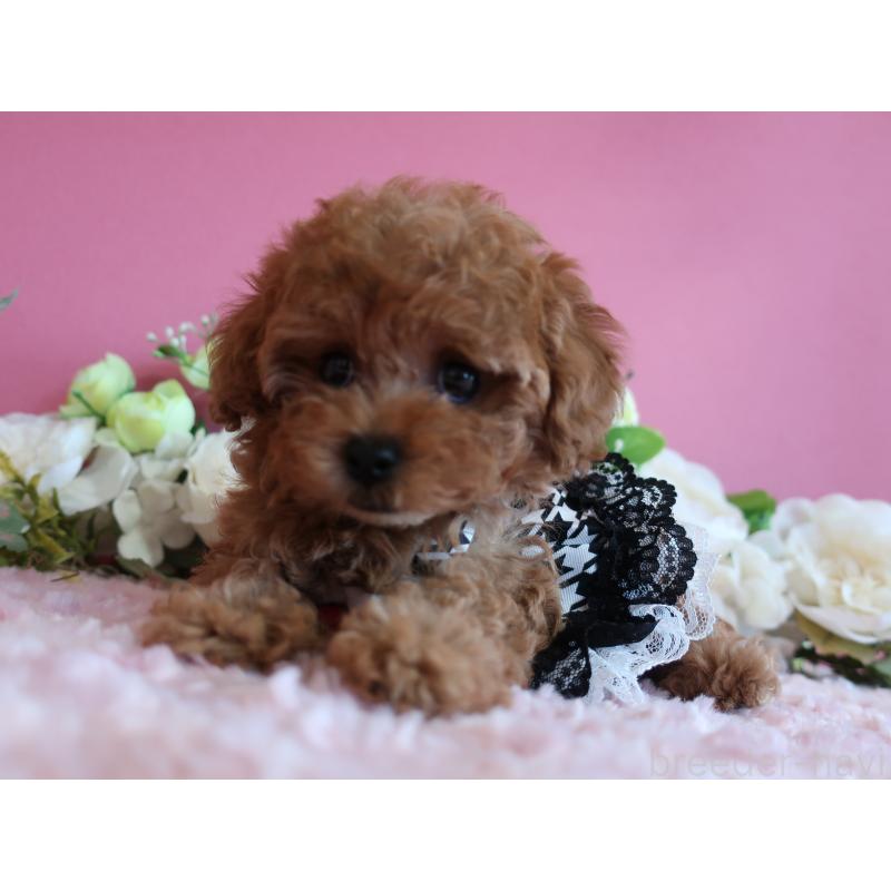 成約済の鹿児島県のティーカッププードル-403942の6枚目