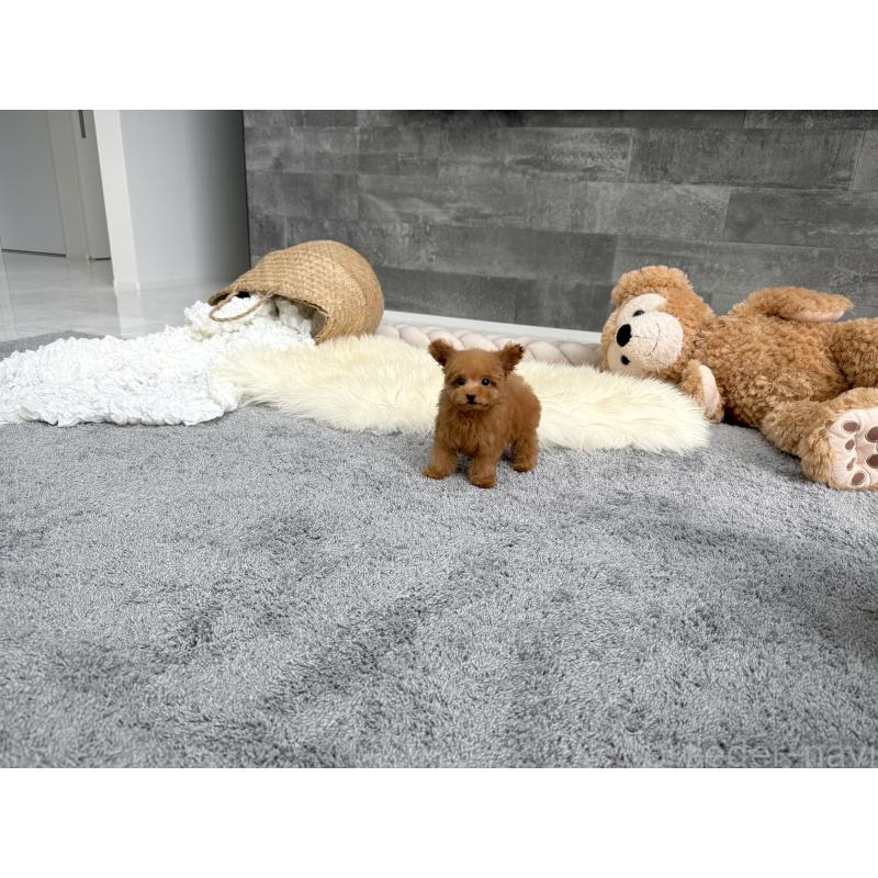 販売中の滋賀県のティーカッププードル-414390の6枚目