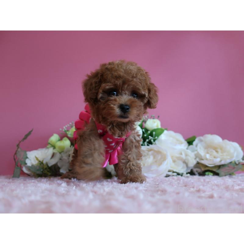 成約済の鹿児島県のティーカッププードル-403942の5枚目