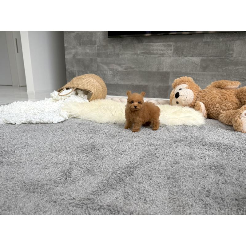 販売中の滋賀県のティーカッププードル-414390の4枚目