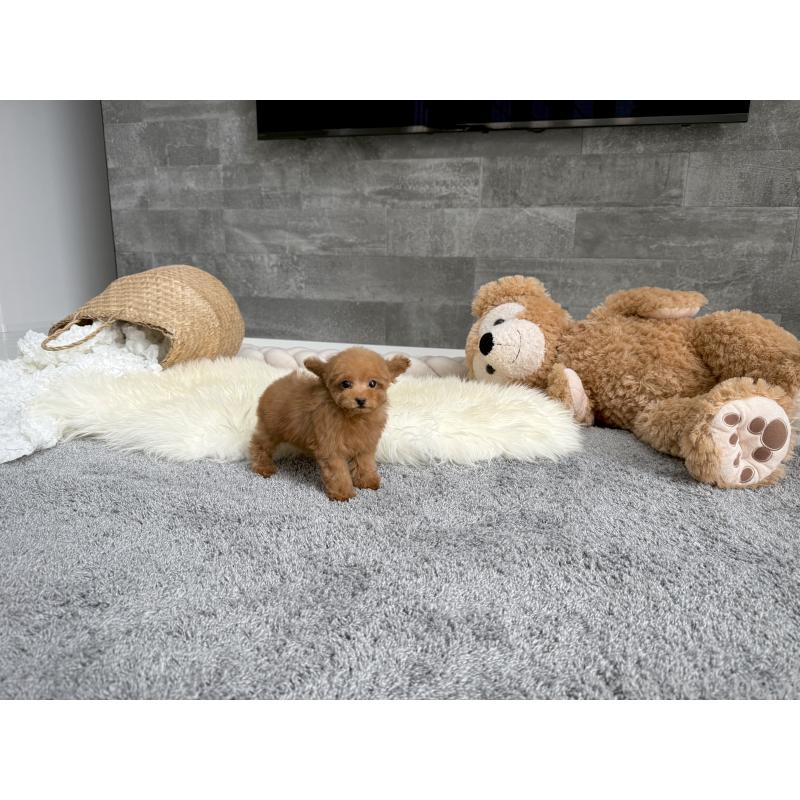販売中の滋賀県のティーカッププードル-414390の2枚目