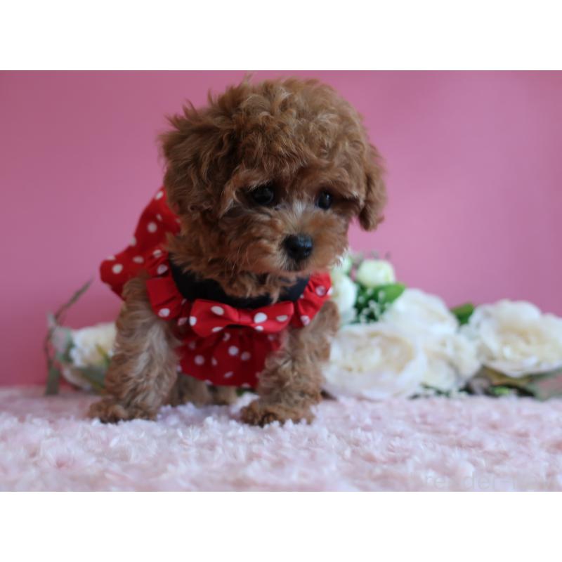 成約済の鹿児島県のティーカッププードル-403942の4枚目