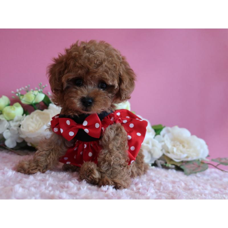 成約済の鹿児島県のティーカッププードル-403942の3枚目