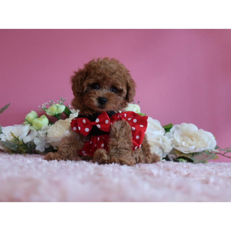 成約済の鹿児島県のティーカッププードル-403942の2枚目