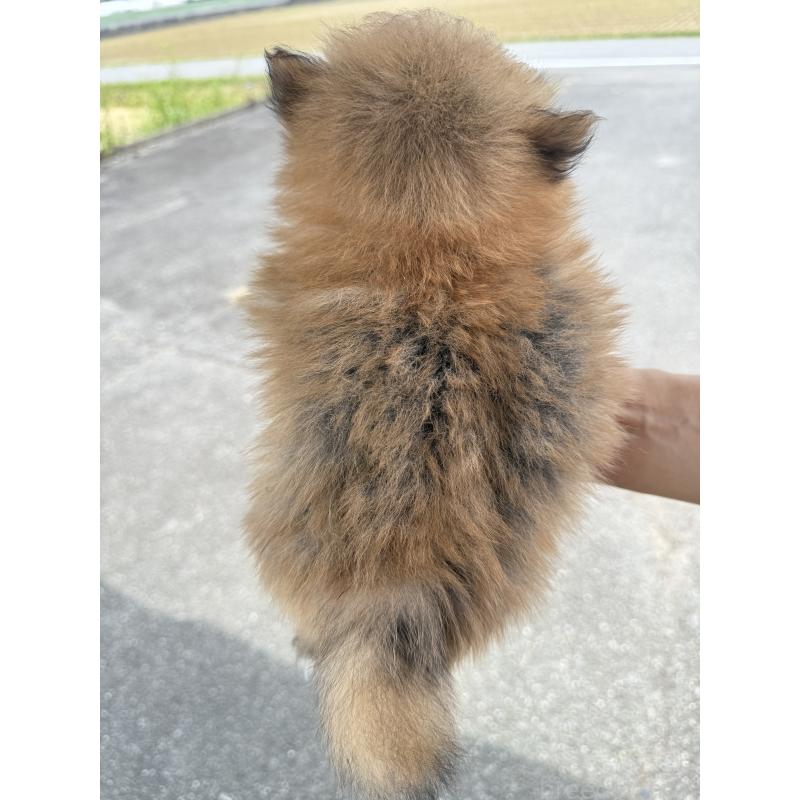 販売中の岐阜県のポメラニアン-414401の2枚目