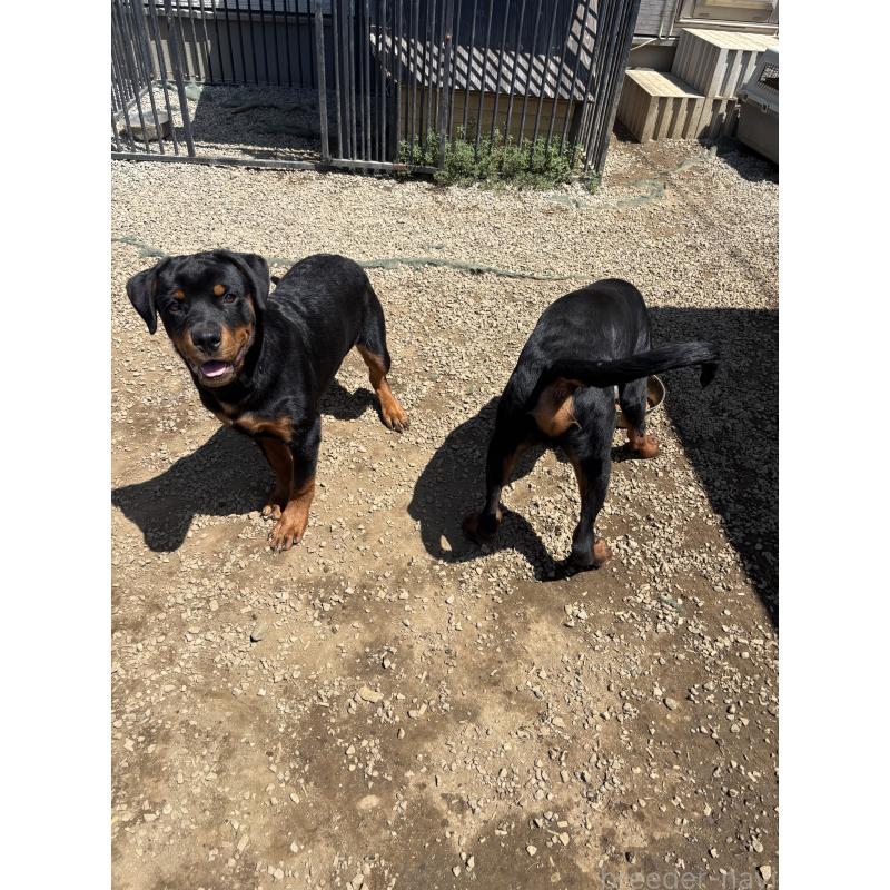 販売中の埼玉県のロットワイラー-384558の9枚目