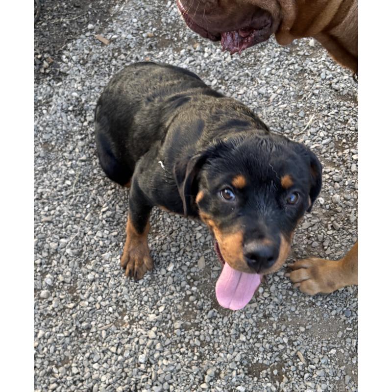 販売中の埼玉県のロットワイラー-384558の8枚目