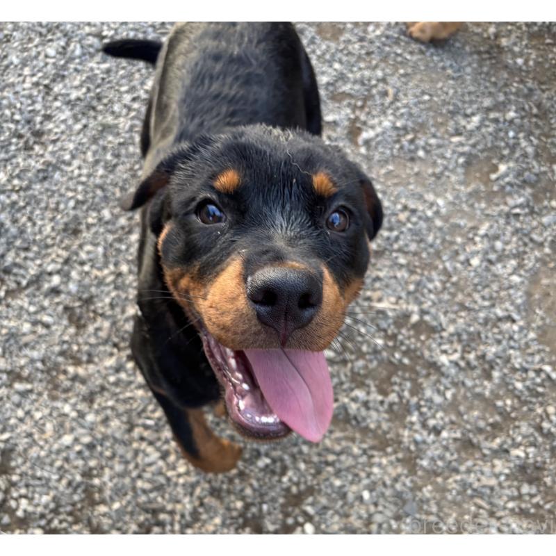 販売中の埼玉県のロットワイラー-384558の7枚目