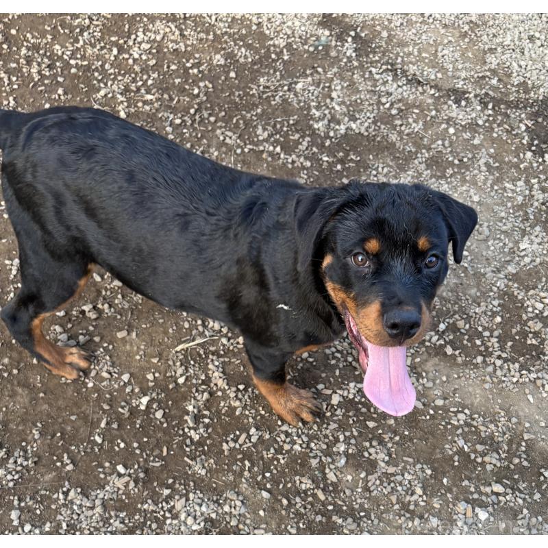 販売中の埼玉県のロットワイラー-384558の6枚目