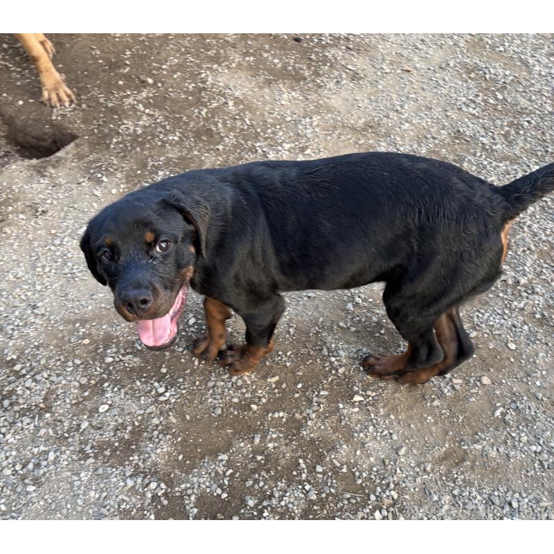 販売中の埼玉県のロットワイラー-384558の5枚目